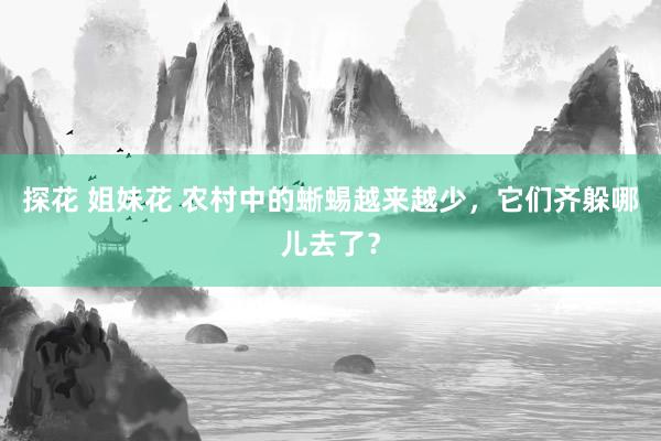 探花 姐妹花 农村中的蜥蜴越来越少，它们齐躲哪儿去了？